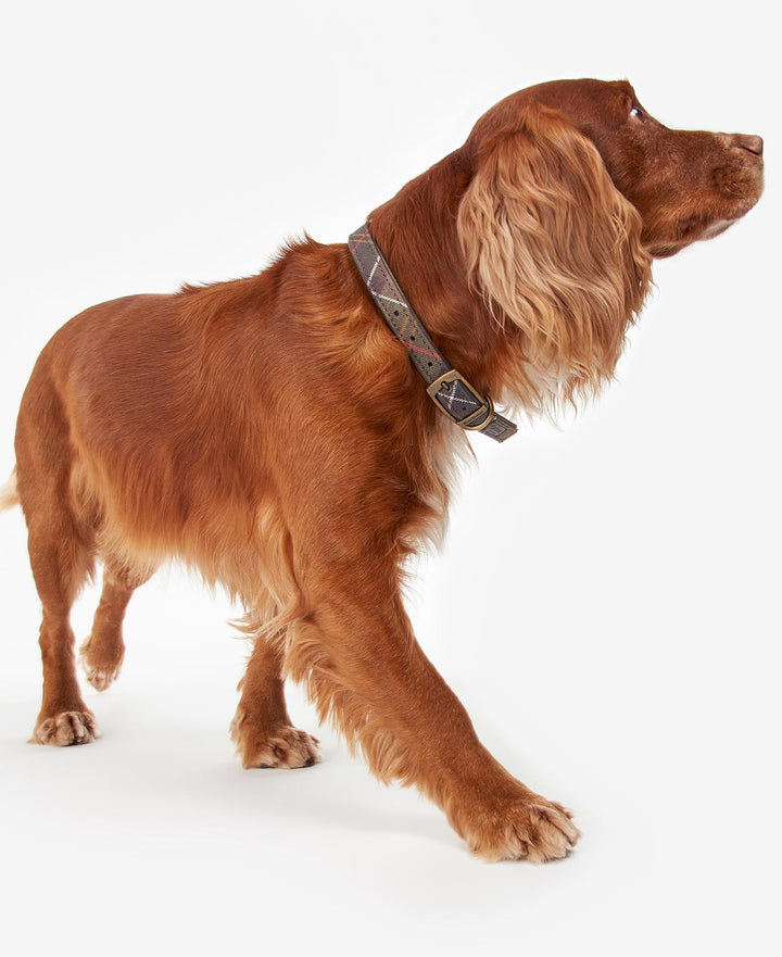BARBOUR - Collier pour chien à motif tartan Vert - Lothaire