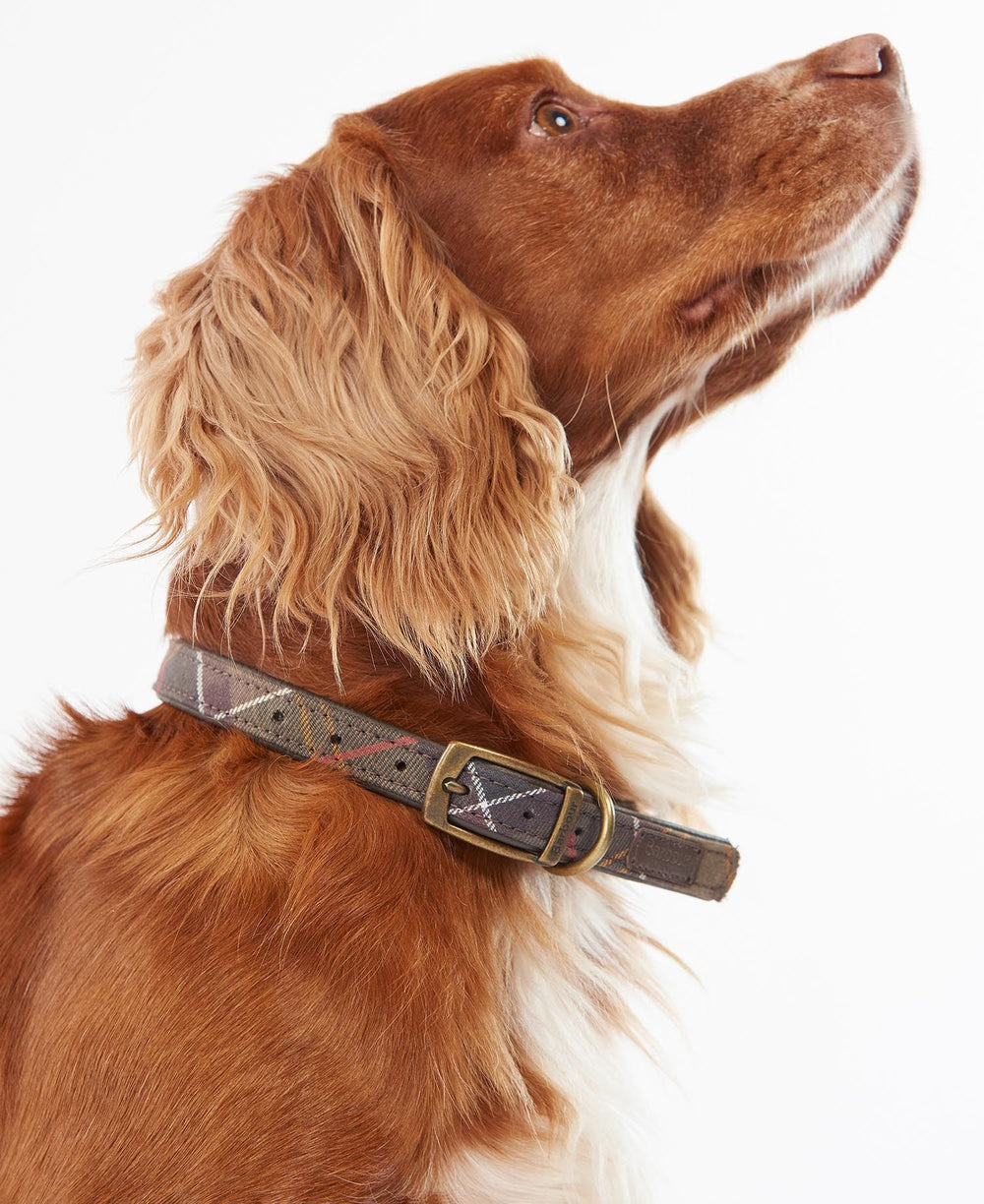 BARBOUR - Collier pour chien à motif tartan Vert - Lothaire